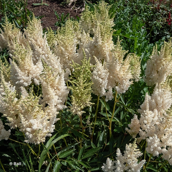 ASTILBE CHI IVORY PEARLS