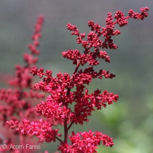 ASTILBE ARE FANAL