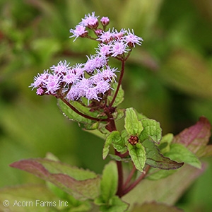 EUPATORIUM COELESTINUM