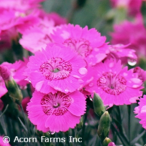 DIANTHUS NEON STAR IMPROVED