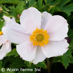 ANEMONE ELFIN SWAN