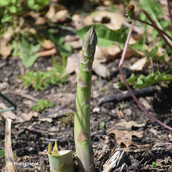 ASPARAGUS JERSEY GIANT