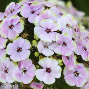 PHLOX PAN SHERBET COCKTAIL