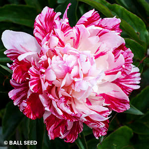 PAEONIA CANDY STRIPE