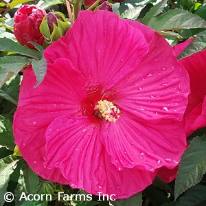 HIBISCUS SUMMER IN PARADISE