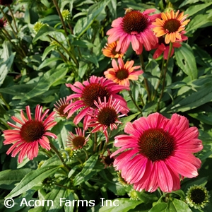 ECHINACEA PLAYFUL MEADOW MAMA