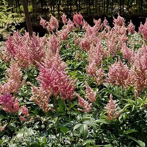 ASTILBE ROS PEACH BLOSSOM