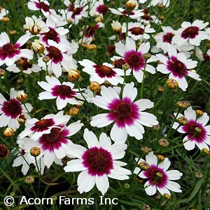 COREOPSIS ICE WINE