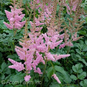 ASTILBE CHI VISION IN PINK