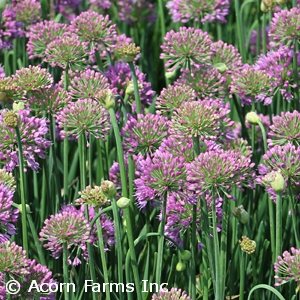 ALLIUM SERENDIPITY