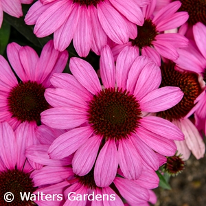 ECHINACEA FUCHSIA IS BRIGHT