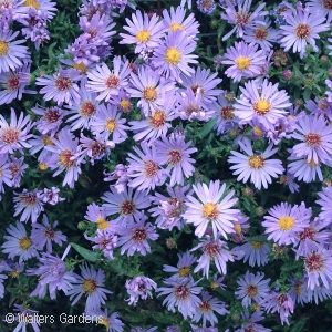 ASTER WOODS LIGHT BLUE