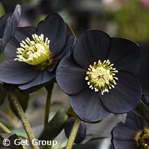 HELLEBORUS BLACK DIAMOND