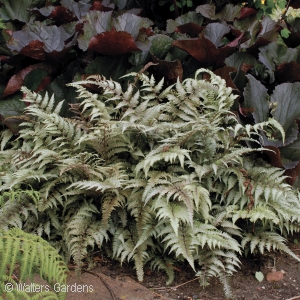 ATHYRIUM NIP PICTUM