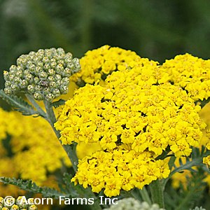 ACHILLEA LITTLE MOONSHINE