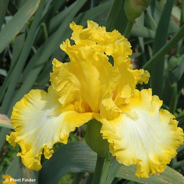 IRIS GER THATS ALL FOLKS