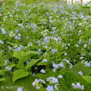 BRUNNERA MACROPHYLLA