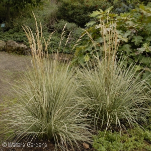 CALAMAGROSTIS ARU OVERDAM