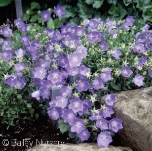 CAMPANULA CAR BLUE CLIPS