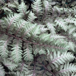 ATHYRIUM NIP REGAL RED