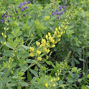 BAPTISIA SOLAR FLARE