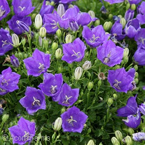 CAMPANULA CAR PEARL DEEP BLUE