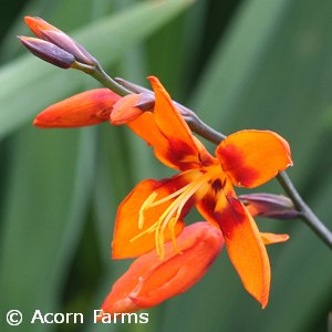 CROCOSMIA EMILY MCKENZIE