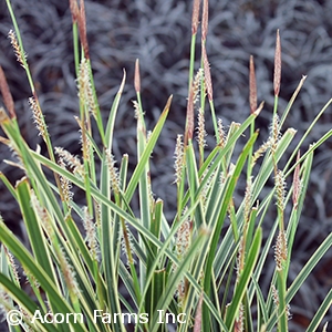 CAREX MORROWII ICE DANCE