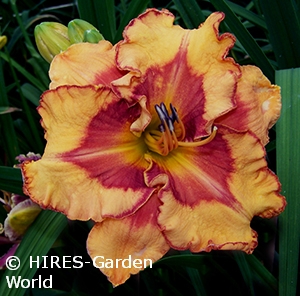 HEMEROCALLIS POINTED PERFECTIO