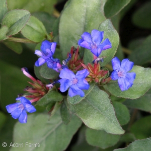 CERATOSTIGMA PLUMBAGINOIDES