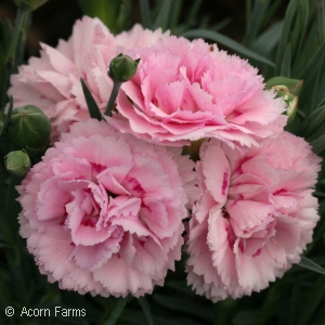 Dianthus