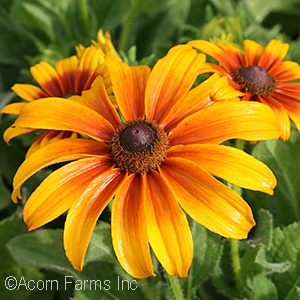 ECHIBECKIA BUTTERSCOTCH BISCUI