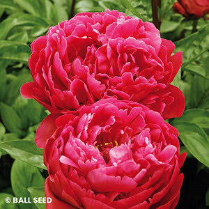 PAEONIA RED SARAH BERNHARDT