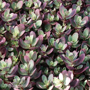 SEDUM FIRECRACKER