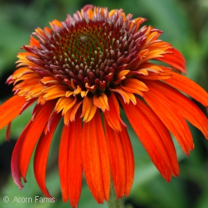 ECHINACEA HOT PAPAYA