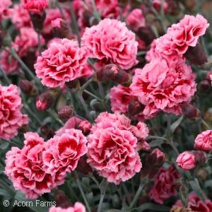 DIANTHUS SUGAR PLUM