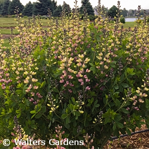 BAPTISIA PINK LEMONADE