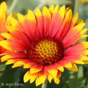 GAILLARDIA ARIZONA SUN