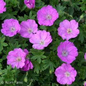 GERANIUM SAN MAX FREI