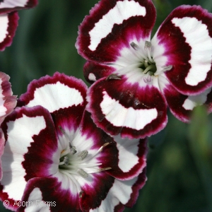 DIANTHUS