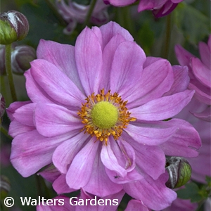 ANEMONE CURTAIN CALL PINK