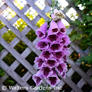 DIGITALIS PUR SUGAR PLUM