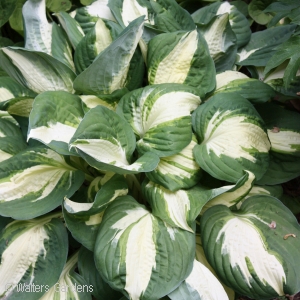 HOSTA VULCAN