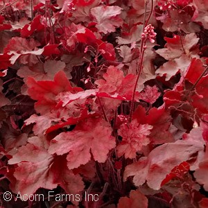 HEUCHERA FIRE CHIEF