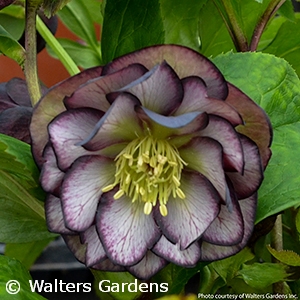 HELLEBORUS BLACK TIE AFFAIR