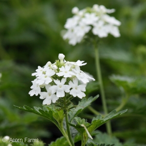 VERBENA SNOW FLURRY