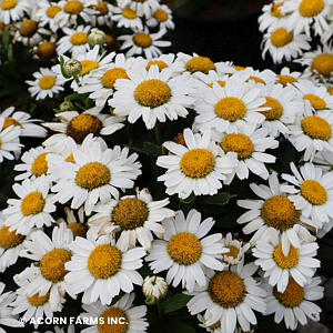 LEUCANTHEMUM SNOW LADY