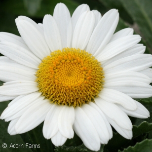 LEUCANTHEMUM SNOWCAP