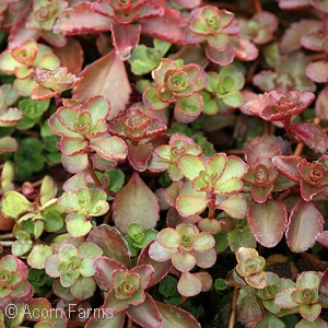 SEDUM SPU VOODOO