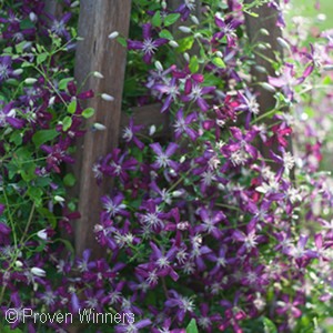 CLEMATIS SWEET SUMMER LOVE